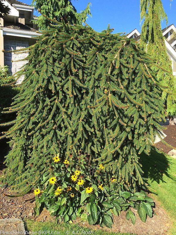Picea Abies 'pendula' - View 29 from www redcrocus com