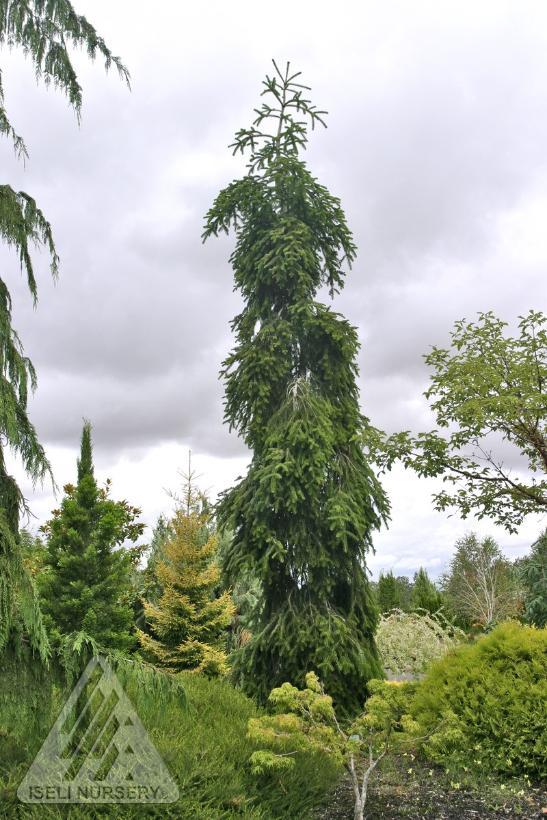 Picea Abies 'pendula' - View 31 from www redcrocus com