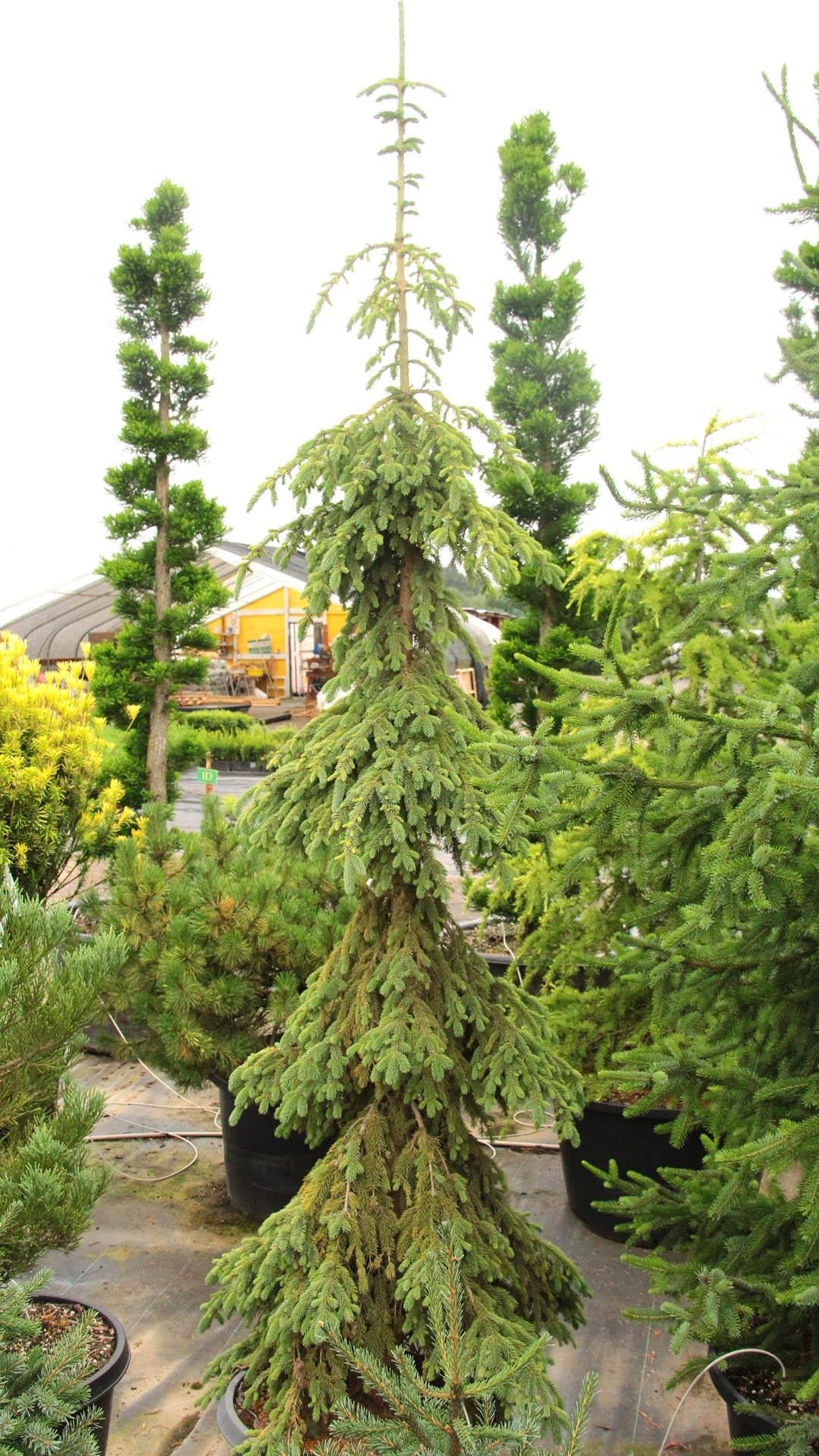 Picea Abies 'pendula' - View 33 from www redcrocus com