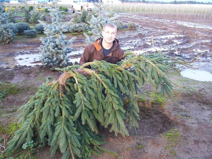 Picea Abies 'pendula' - View 35 from www redcrocus com