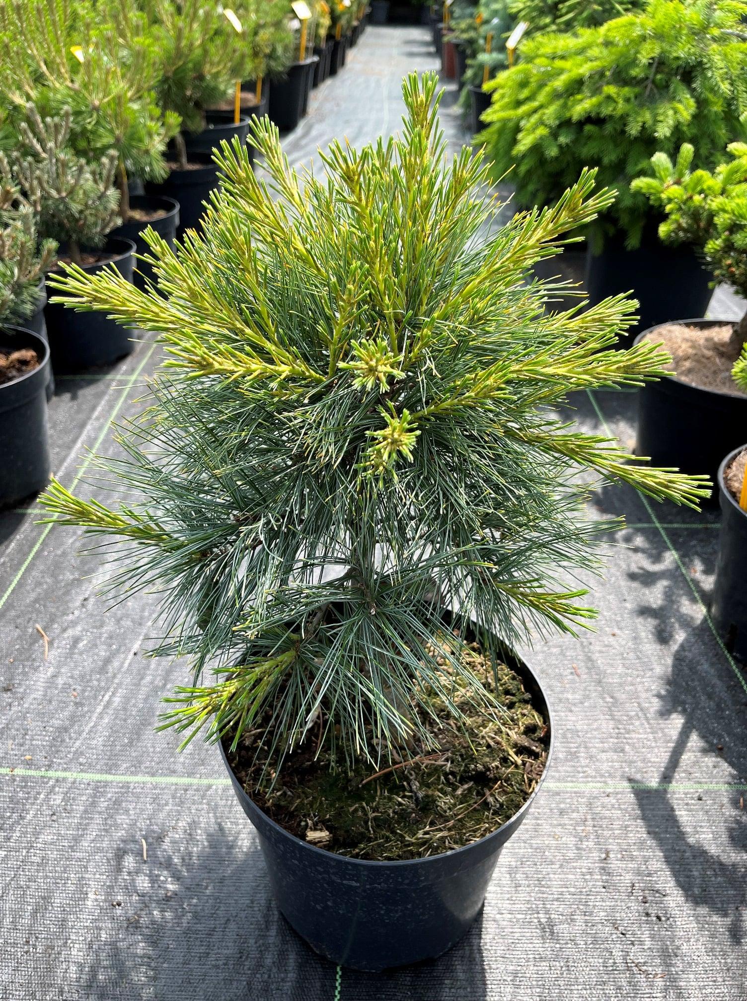 Pinus Strobus Blue Shag - View 9 from www redcrocus com