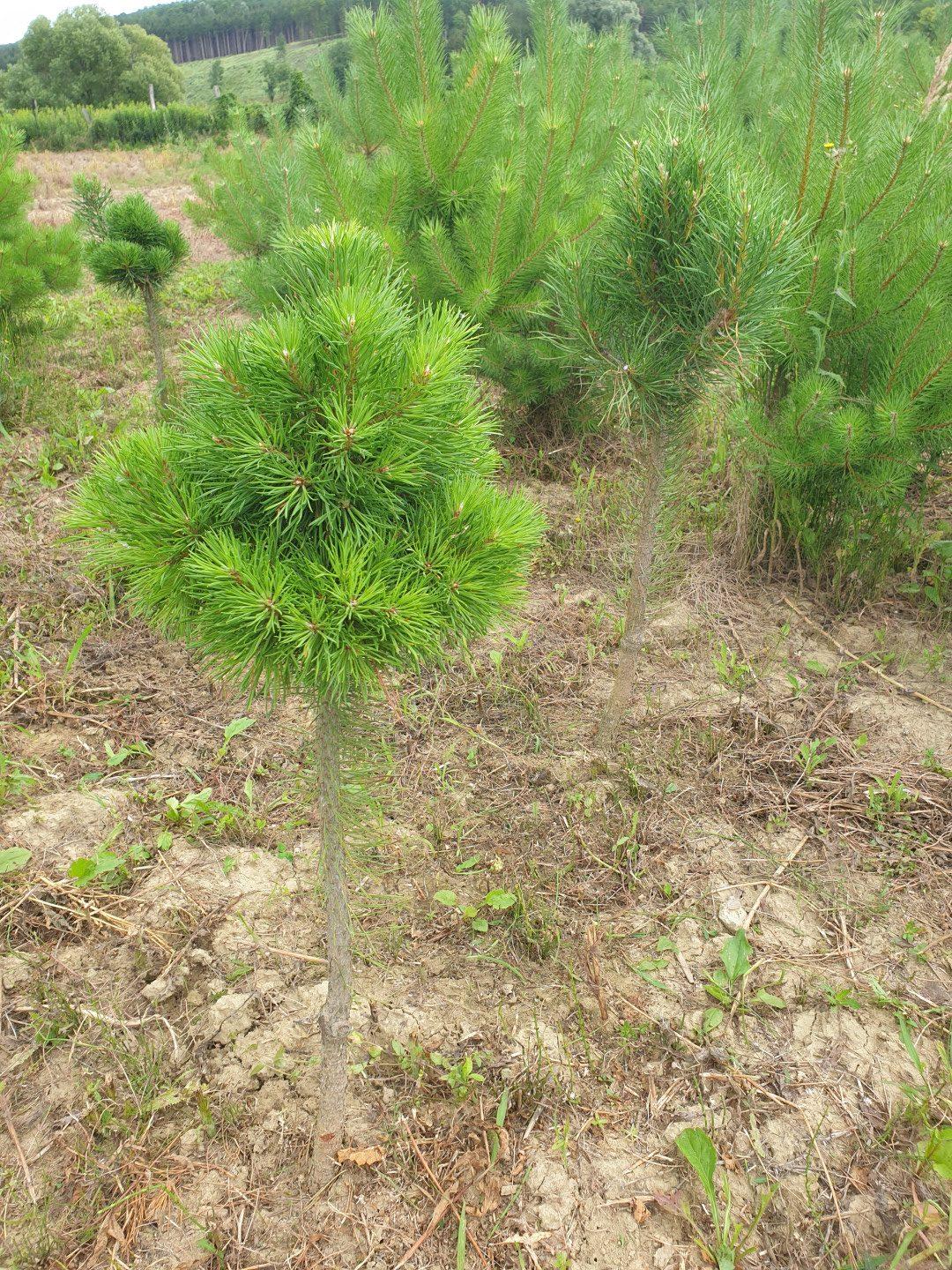 Pinus Sylvestris Pompom - View 11 from www redcrocus com
