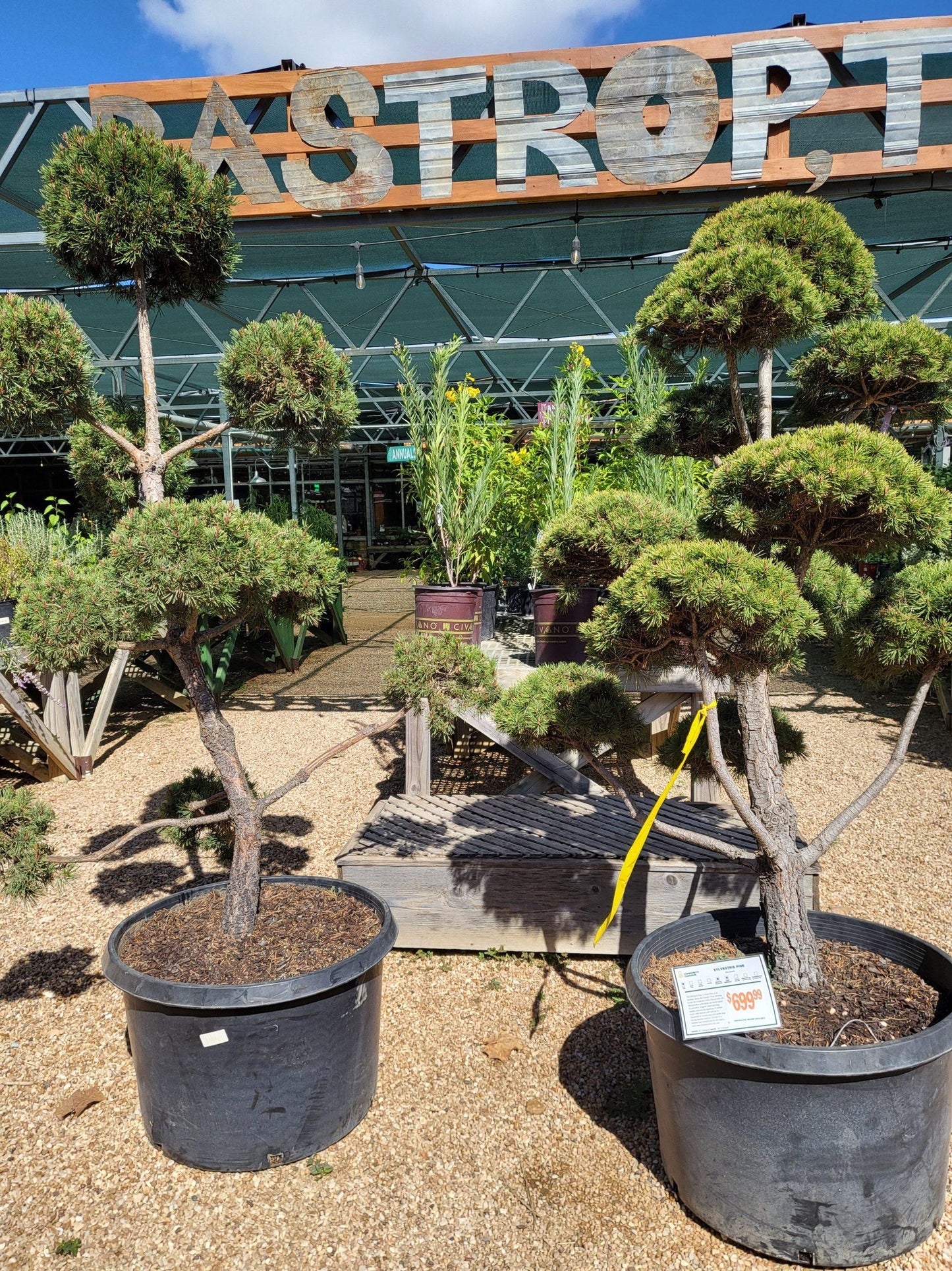 Pinus Sylvestris Pompom - View 12 from www redcrocus com