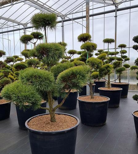 Pinus Sylvestris Pompom - View 15 from www redcrocus com