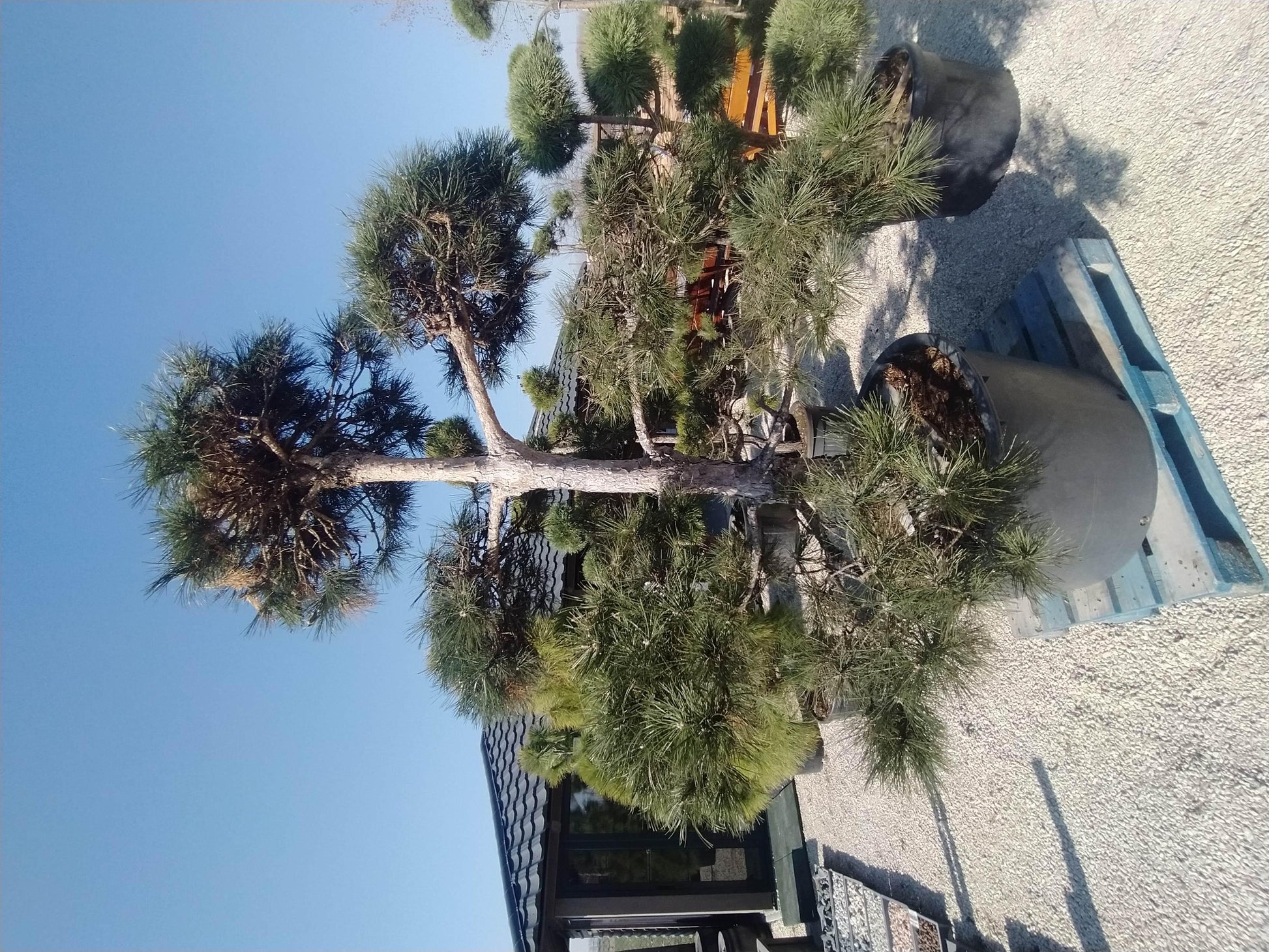 Pinus Sylvestris Pompom - View 17 from www redcrocus com