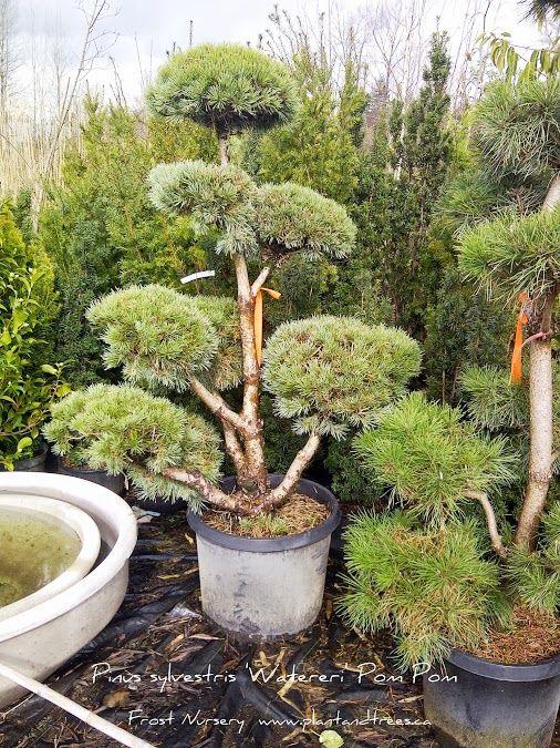 Pinus Sylvestris Pompom - View 7 from www redcrocus com