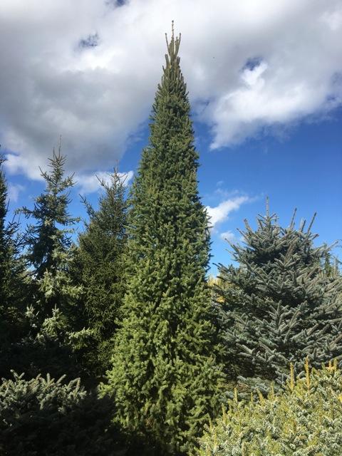 Picea Abies 'cupressina' - View 10 from www redcrocus com