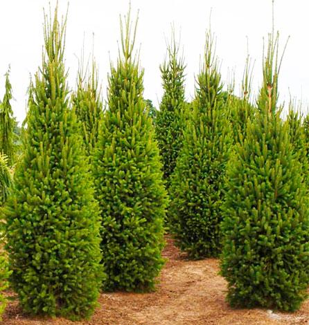 Picea Abies 'cupressina' - View 11 from www redcrocus com
