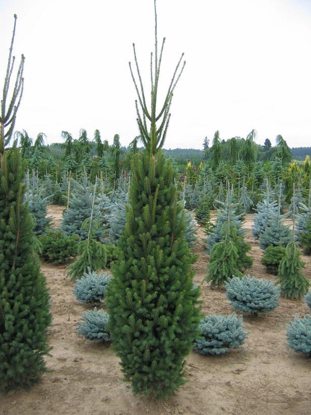 Picea Abies 'cupressina' - View 12 from www redcrocus com