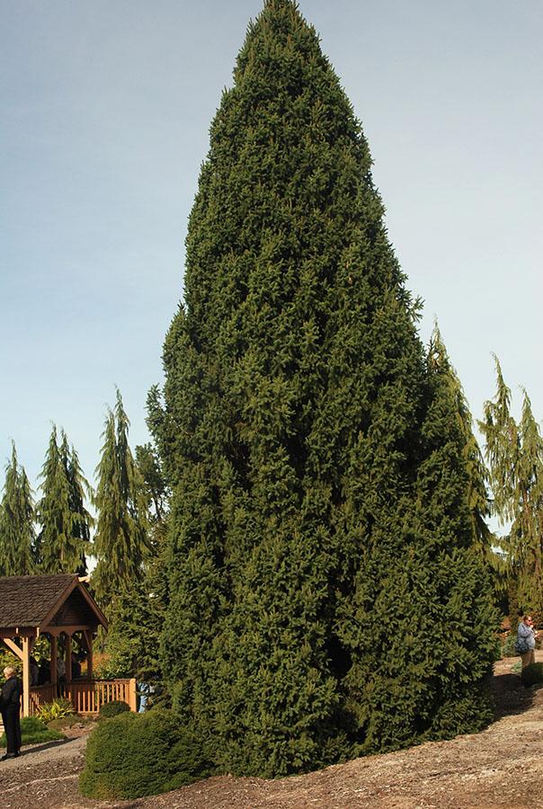 Picea Abies 'cupressina' - View 17 from www redcrocus com