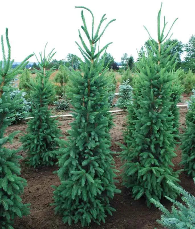 Picea Abies 'cupressina' - View 1 from www redcrocus com