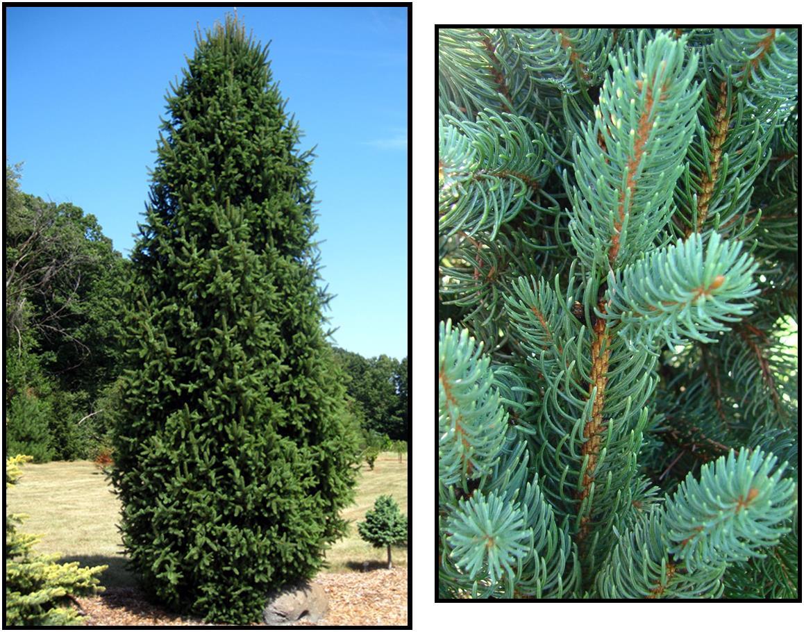 Picea Abies 'cupressina' - View 20 from www redcrocus com