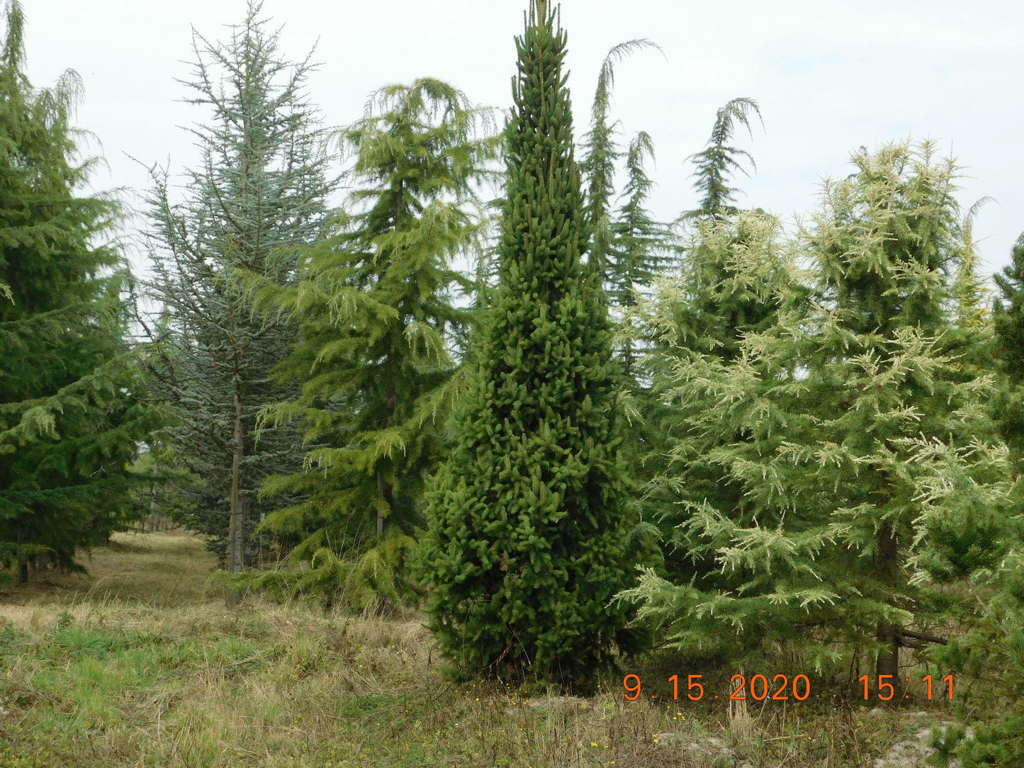 Picea Abies 'cupressina' - View 26 from www redcrocus com