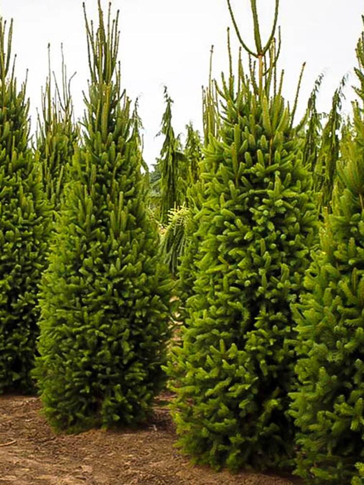 Picea Abies 'cupressina' - View 27 from www redcrocus com