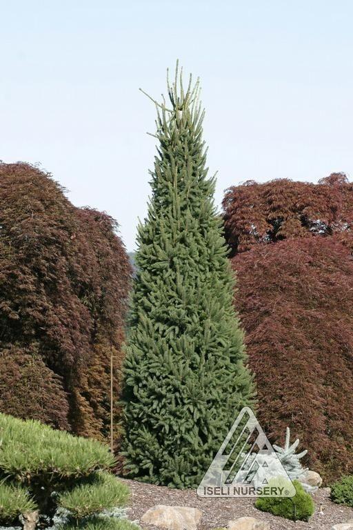 Picea Abies 'cupressina' - View 30 from www redcrocus com