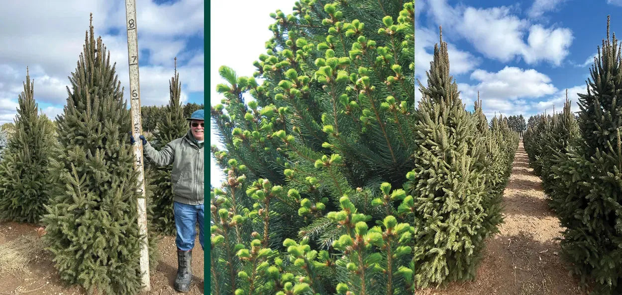 Picea Abies 'cupressina' - View 32 from www redcrocus com