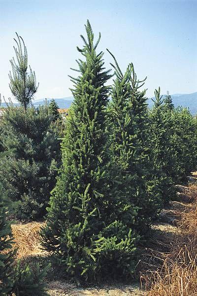 Picea Abies 'cupressina' - View 33 from www redcrocus com