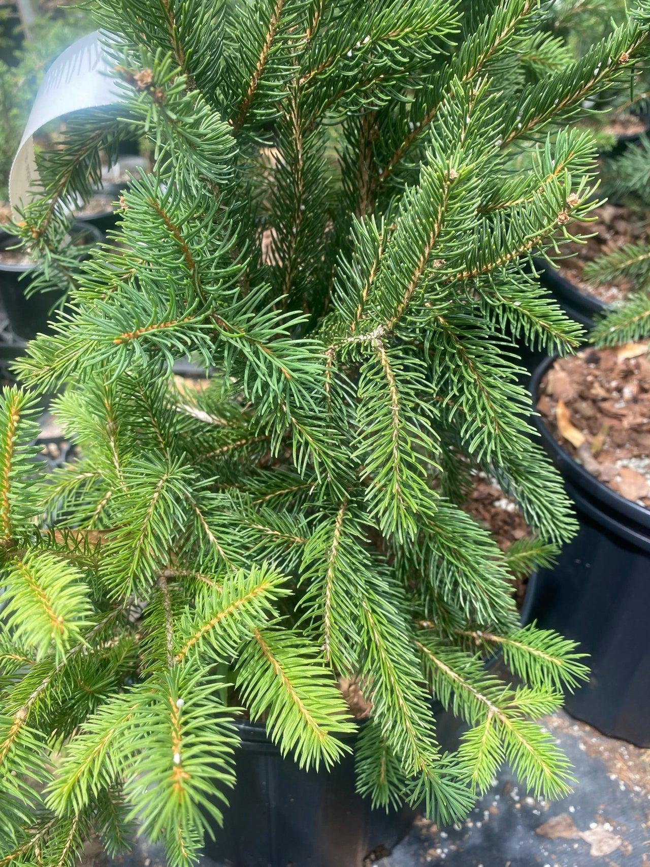 Picea Abies 'cupressina' - View 35 from www redcrocus com