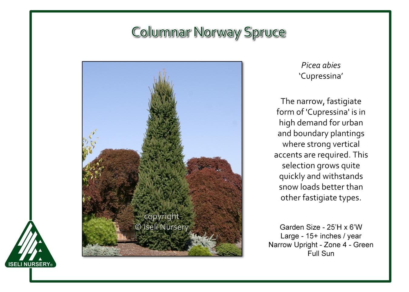 Picea Abies 'cupressina' - View 3 from www redcrocus com