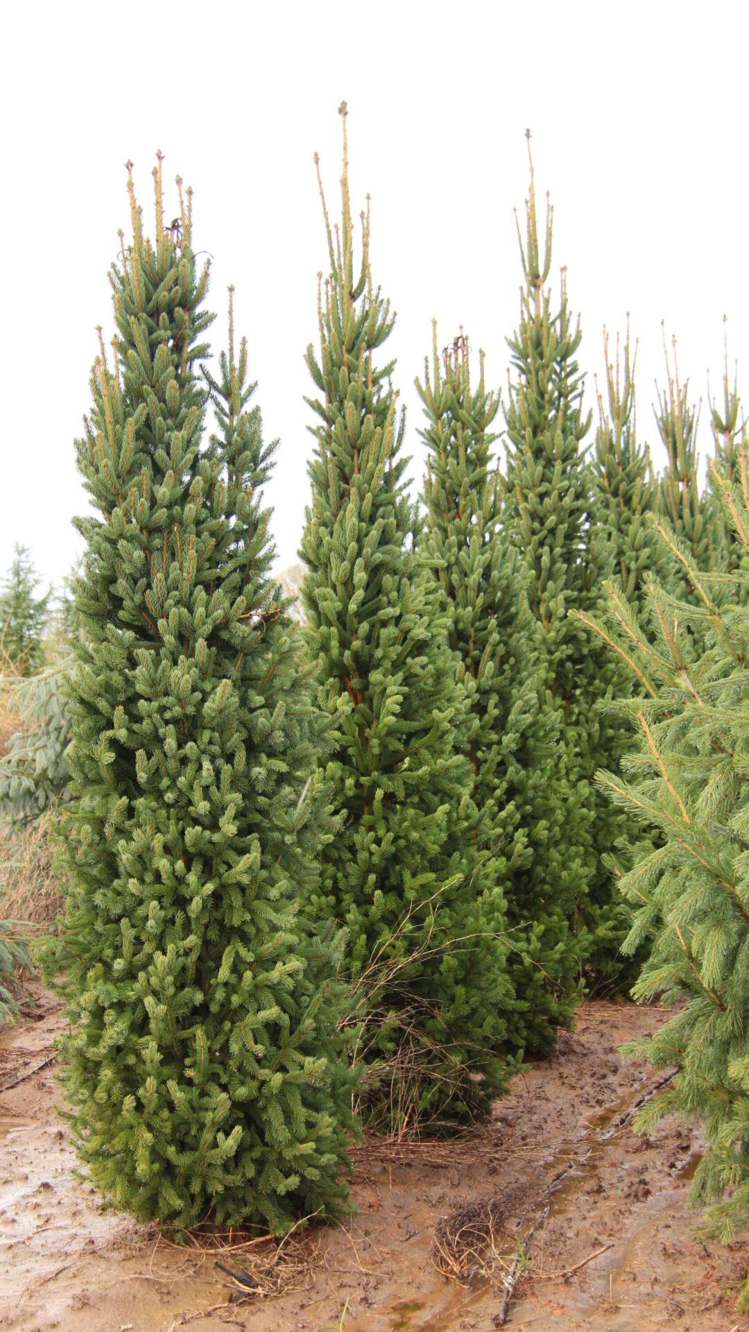 Picea Abies 'cupressina' - View 4 from www redcrocus com