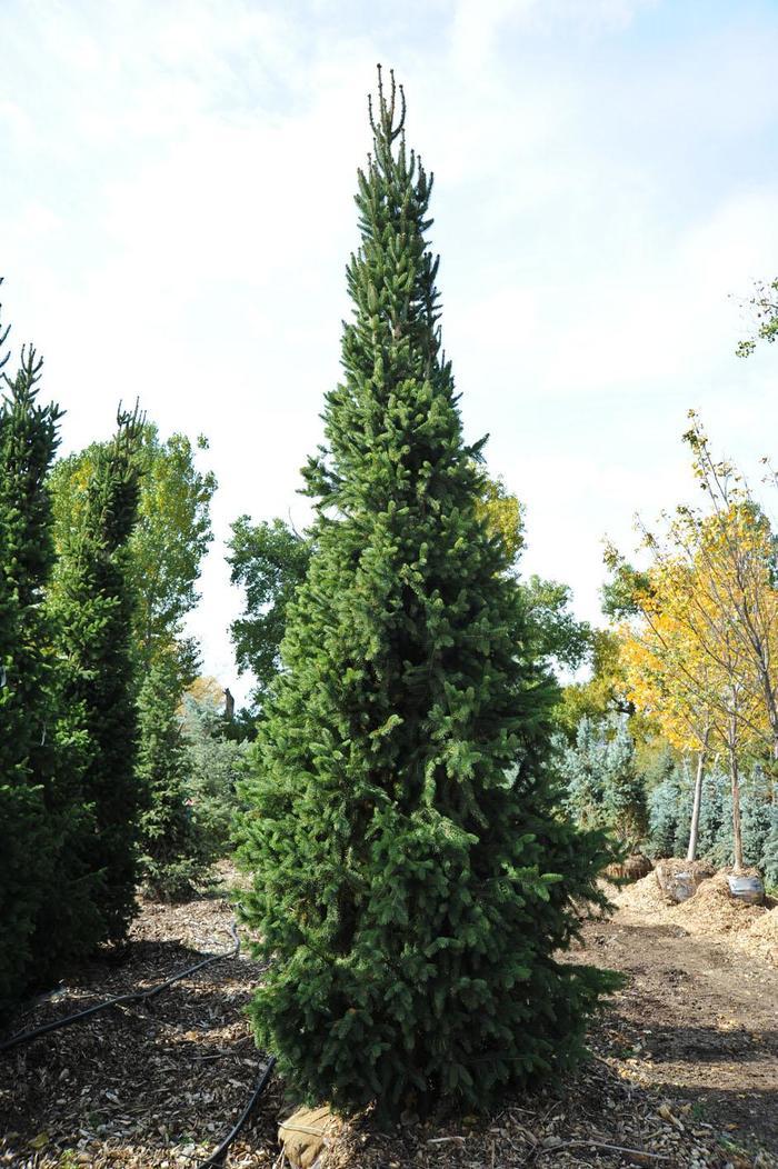 Picea Abies 'cupressina' - View 5 from www redcrocus com