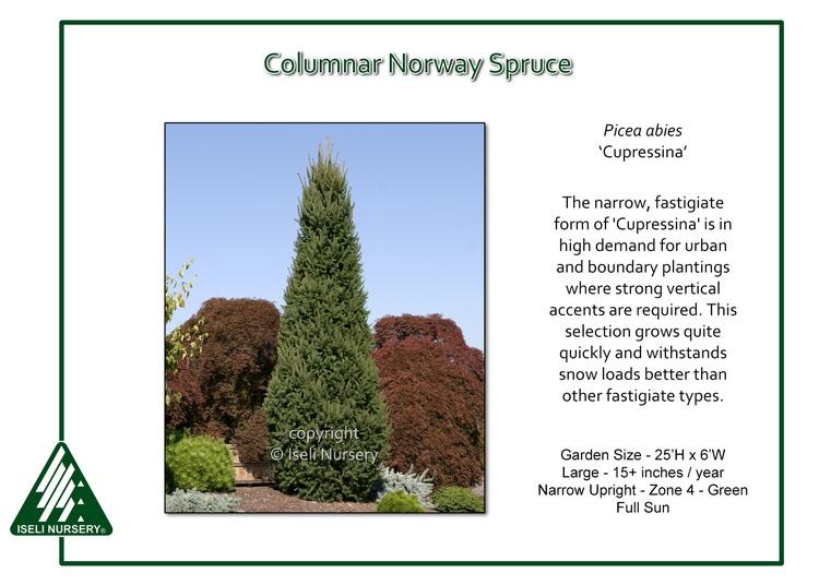 Picea Abies 'cupressina' - View 7 from www redcrocus com