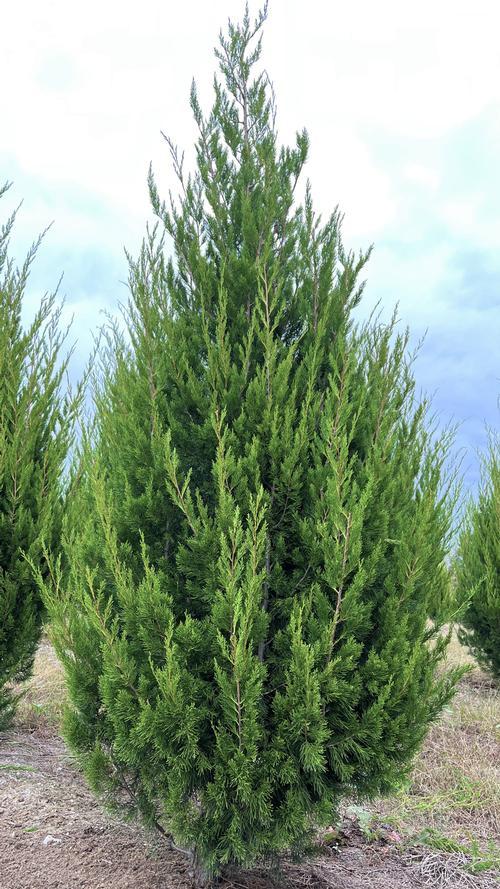 Juniperus Virginiana Brodie - View 1 from www redcrocus com