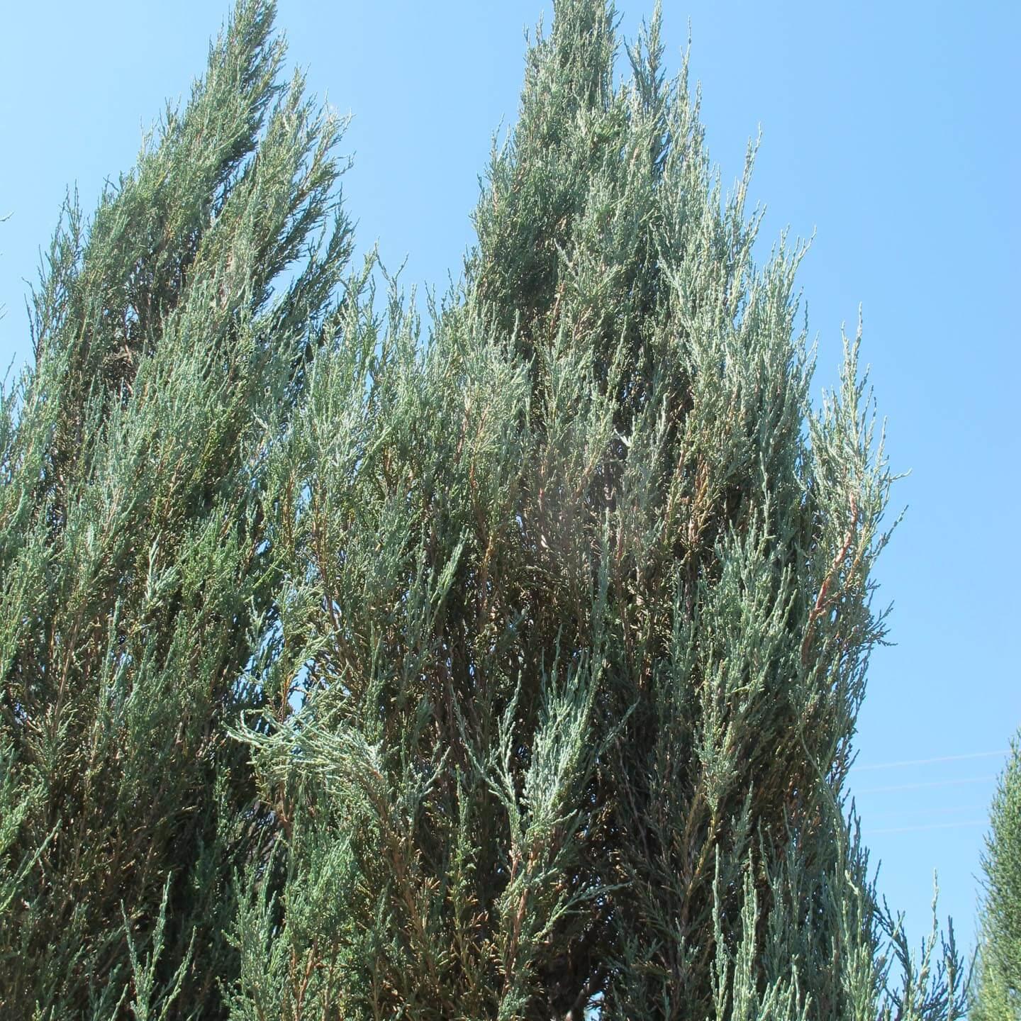 Juniperus Virginiana 'falling Waters' - View 10 from www redcrocus com