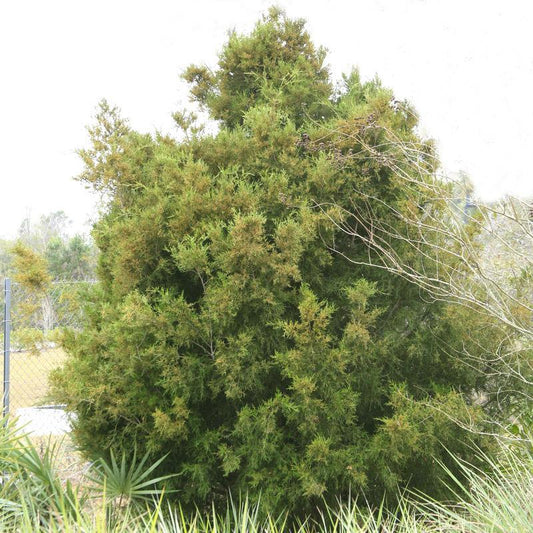 Juniperus Virginiana 'falling Waters' - View 1 from www redcrocus com