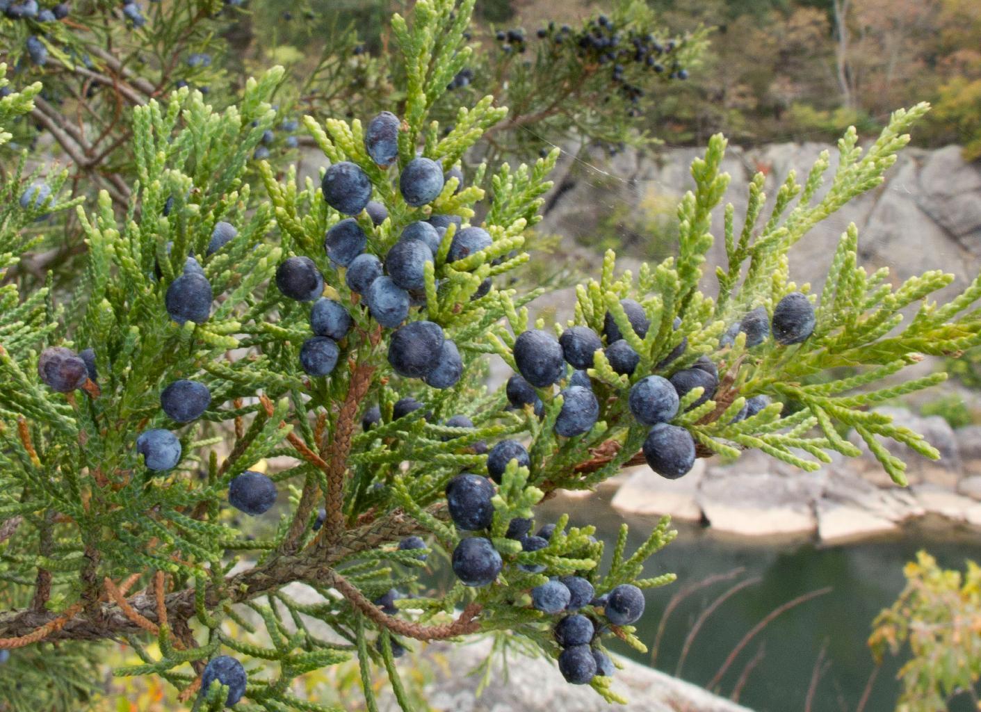 Juniperus Virginiana 'falling Waters' - View 2 from www redcrocus com