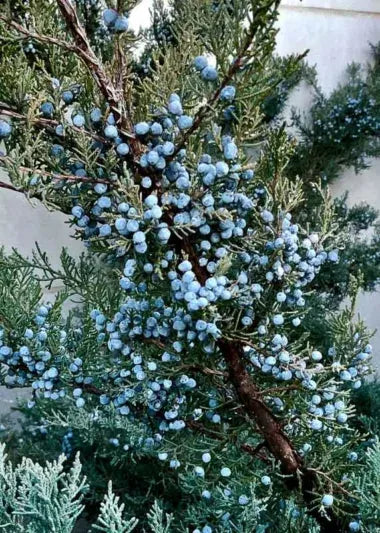 Juniperus Virginiana 'falling Waters' - View 4 from www redcrocus com