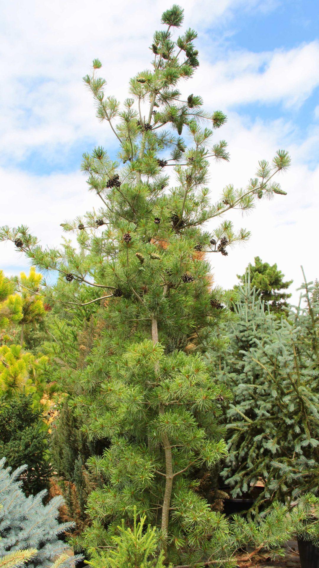 Pinus Parviflora Blue Angel - View 10 from www redcrocus com
