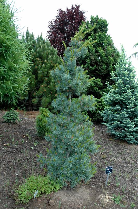 Pinus Parviflora Blue Angel - View 11 from www redcrocus com