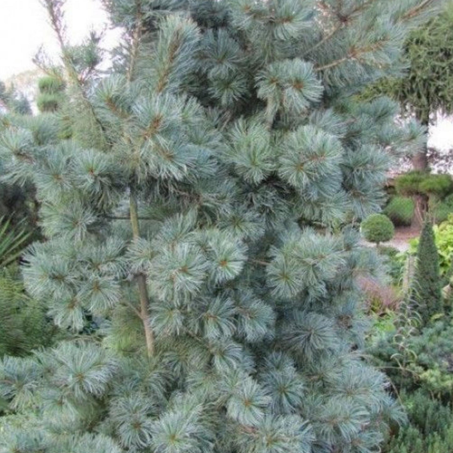 Pinus Parviflora Blue Angel - View 13 from www redcrocus com