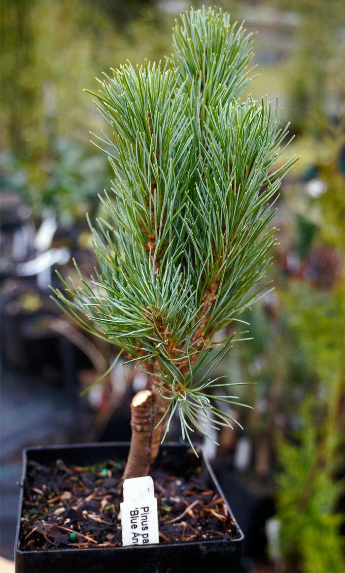 Pinus Parviflora Blue Angel - View 14 from www redcrocus com
