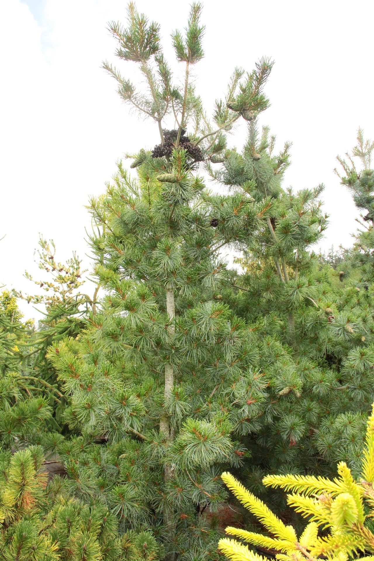 Pinus Parviflora Blue Angel - View 16 from www redcrocus com
