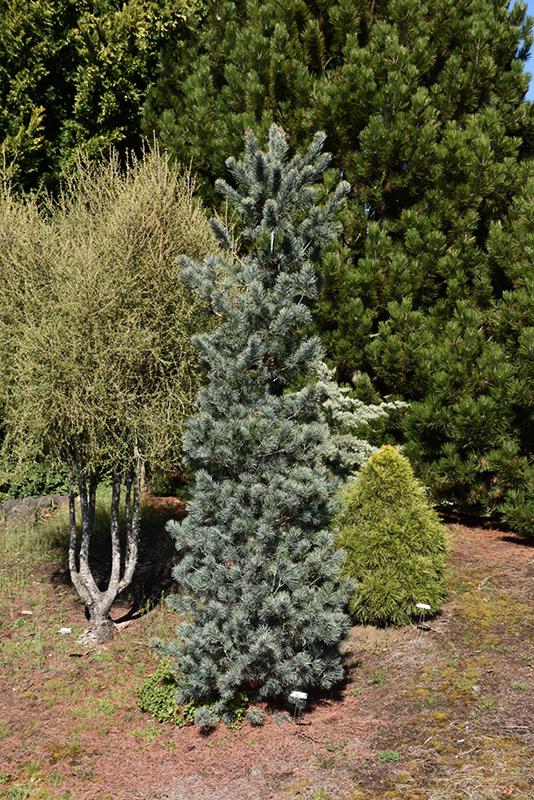 Pinus Parviflora Blue Angel - View 1 from www redcrocus com