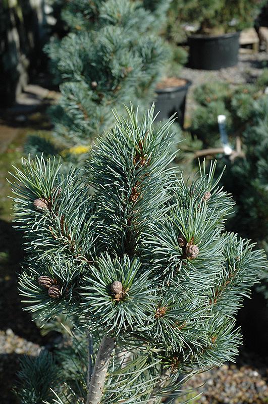 Pinus Parviflora Blue Angel - View 2 from www redcrocus com