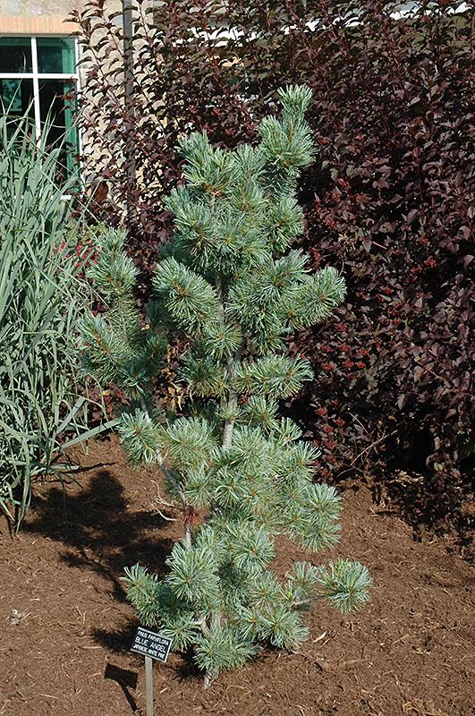 Pinus Parviflora Blue Angel - View 3 from www redcrocus com