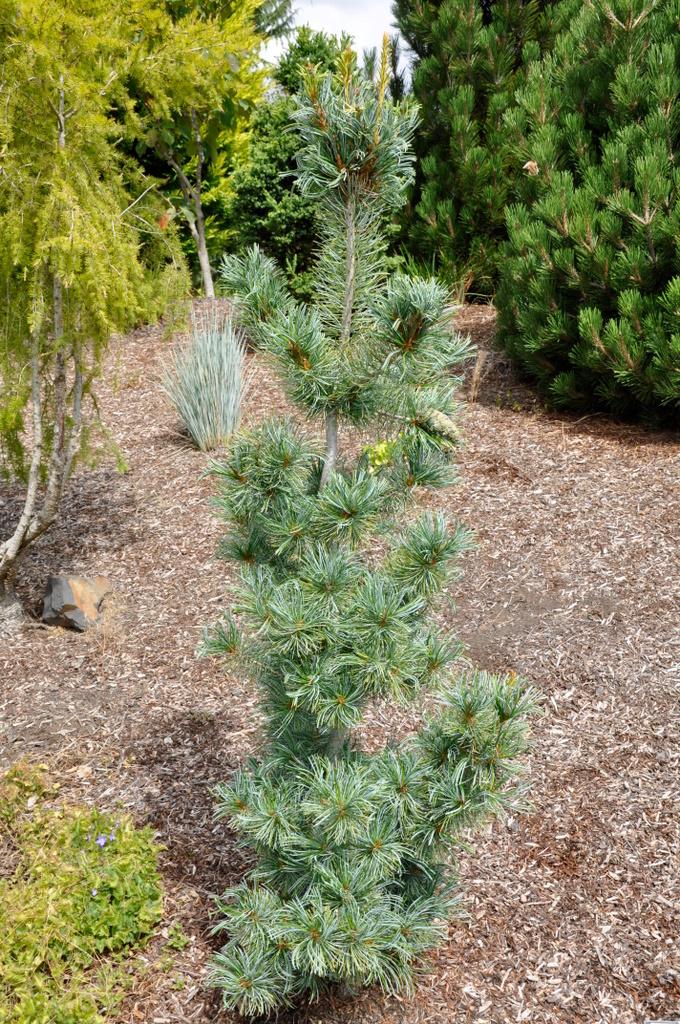 Pinus Parviflora Blue Angel - View 4 from www redcrocus com