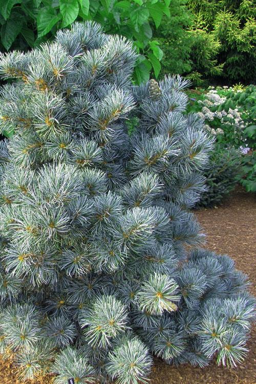 Pinus Parviflora Blue Angel - View 5 from www redcrocus com