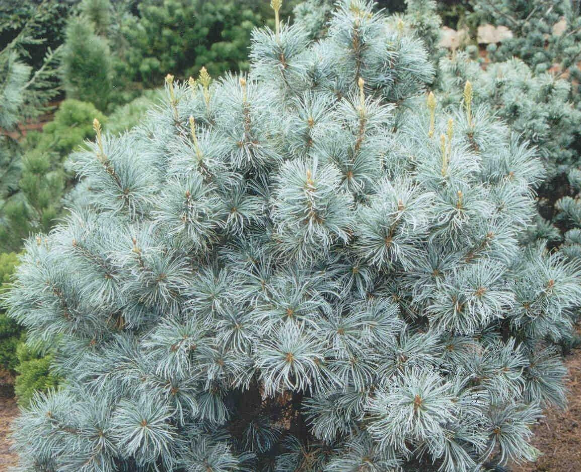 Pinus Parviflora Blue Angel - View 7 from www redcrocus com