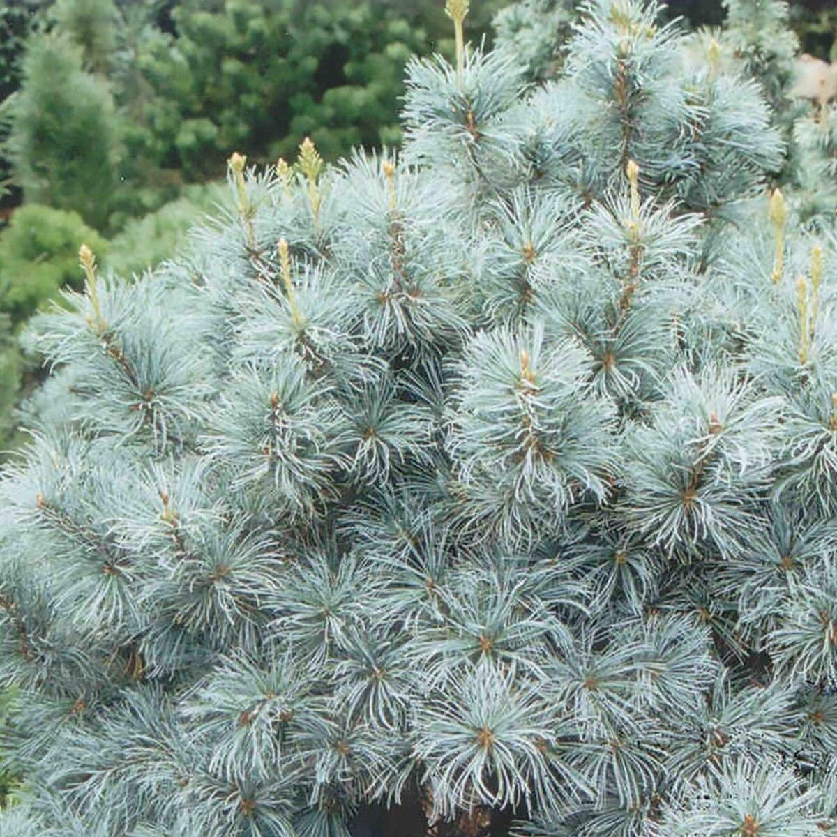 Pinus Parviflora Blue Angel - View 9 from www redcrocus com