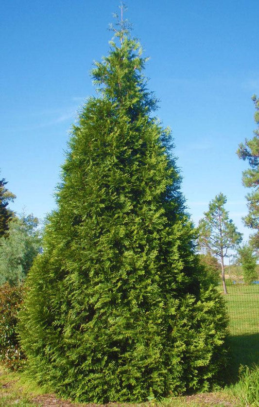 Thuja Plicata 'green Giant' - View 1 from www redcrocus com