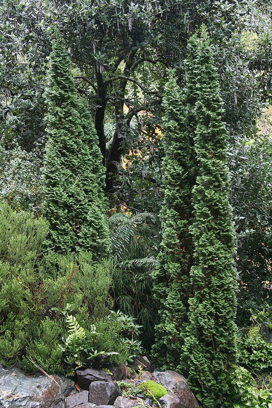 Thuja Occidentalis 'degroot's Spire' - View 10 from www redcrocus com