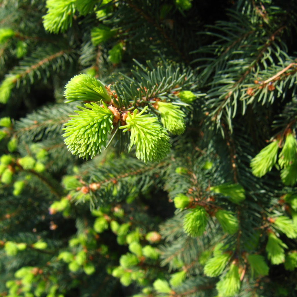 Picea Abies Cupressina - View 18 from www redcrocus com