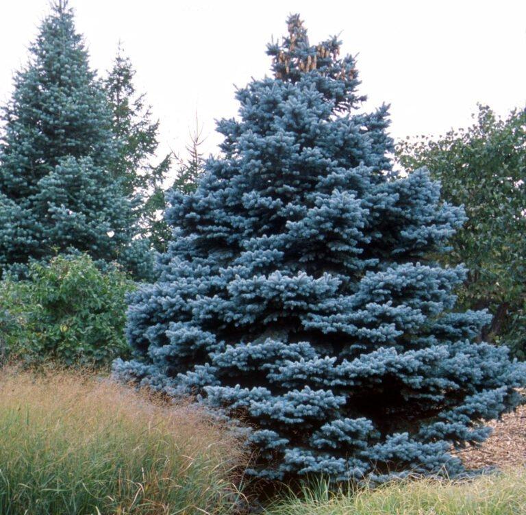 Picea Pungens Glauca Baby Blue - View 5 from www redcrocus com