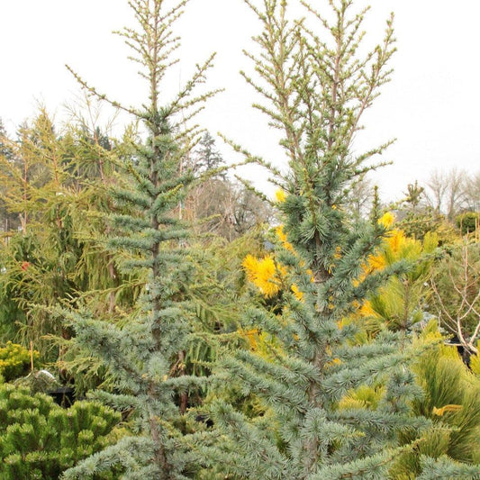 Cedrus Atlantica 'fastigiata' - View 10 from www redcrocus com