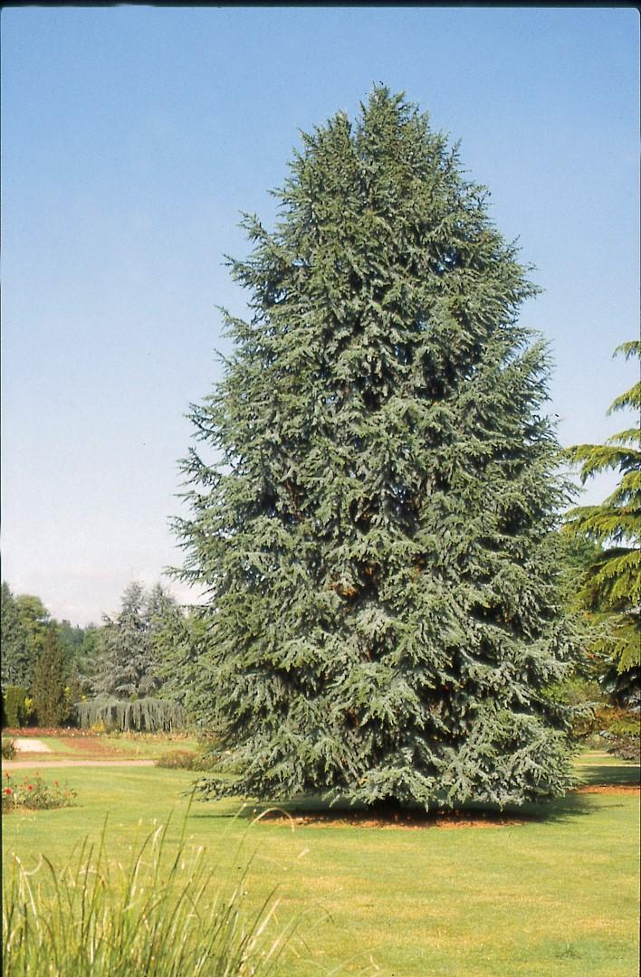Cedrus Atlantica 'fastigiata' - View 11 from www redcrocus com