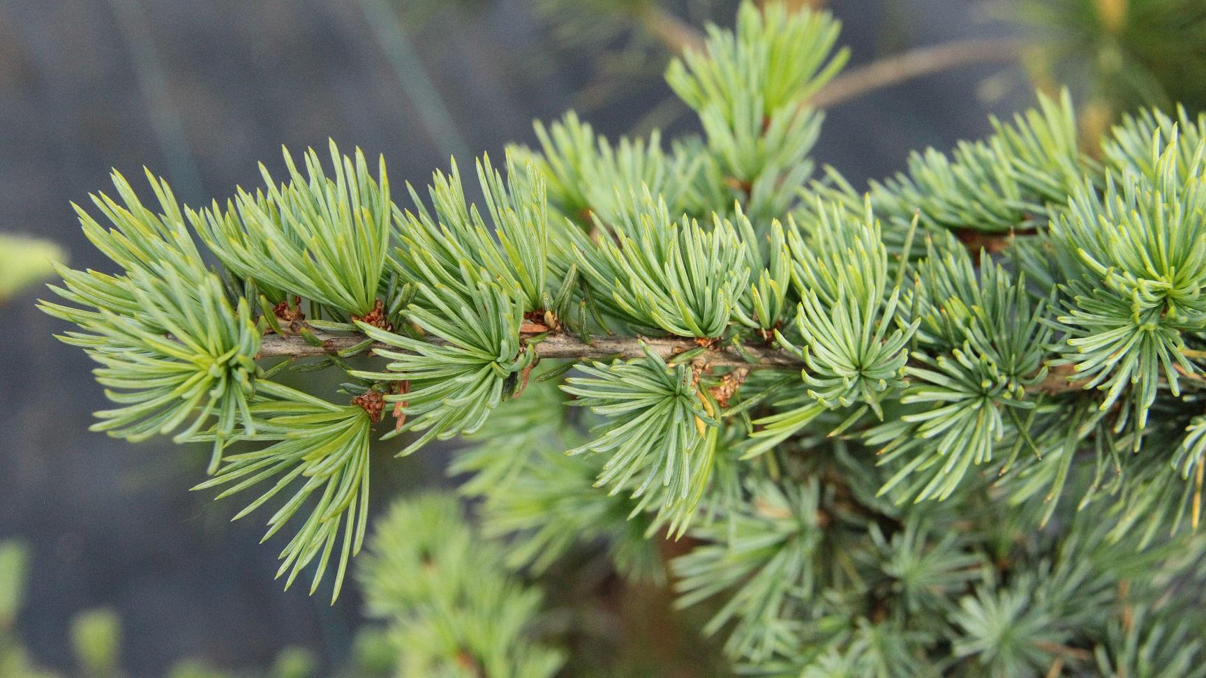 Cedrus Atlantica 'fastigiata' - View 13 from www redcrocus com